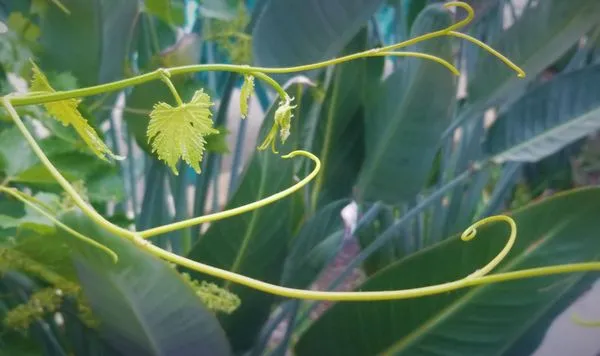 Garden Authority Logo