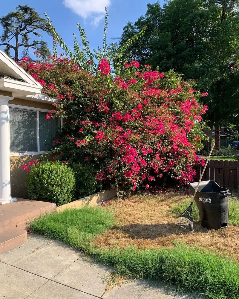 Professional yard cleanup service experts serving Pomona, CA - Garden Awakenings