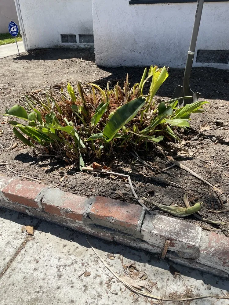 Expert yard maintenance for residential properties in Pomona, CA by Garden Awakenings