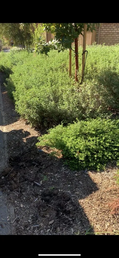 Custom landscaping services in Pomona, CA - Garden Awakenings