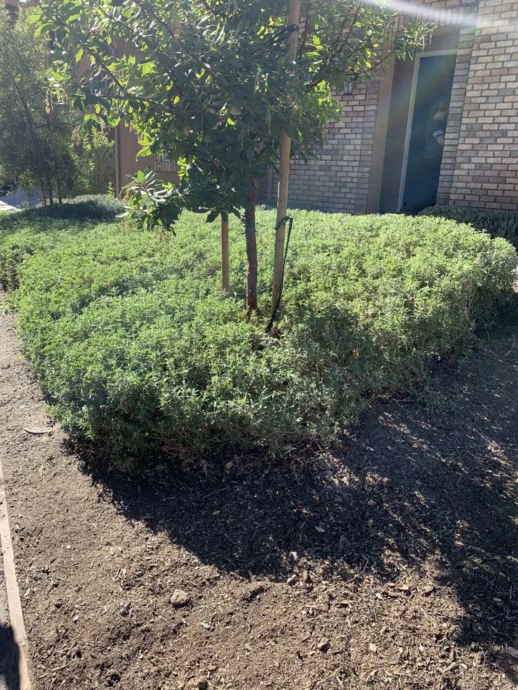 Professional landscape installation in Pomona, CA - Garden Awakenings