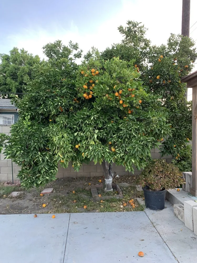 Custom lawn care service experts serving Pomona, CA - Garden Awakenings