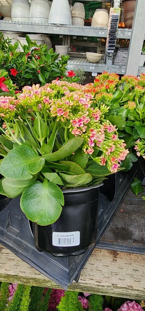 Local outdoor landscaping experts serving Novato, CA - Garden Care and Maintenance Jony Gonzalez