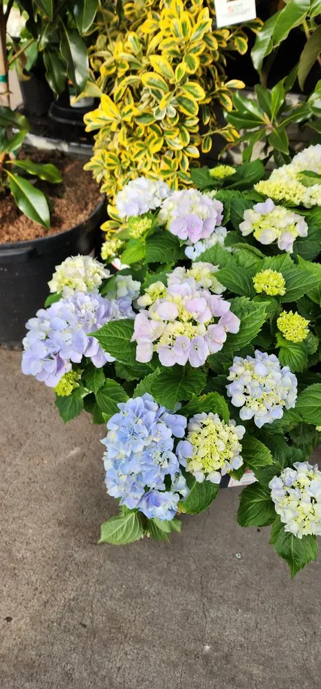 Affordable landscape installation for residential properties across Novato, CA - Garden Care and Maintenance Jony Gonzalez