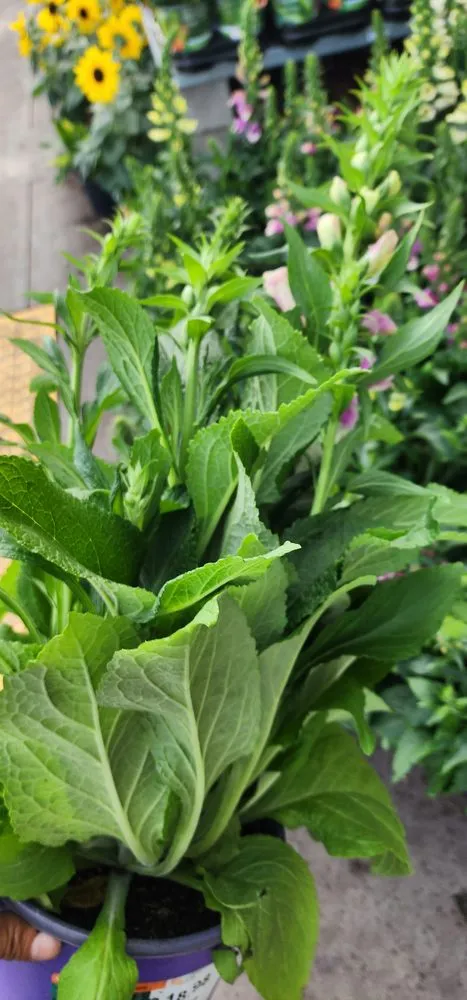 Custom garden landscaping near you across Novato, CA - Garden Care and Maintenance Jony Gonzalez