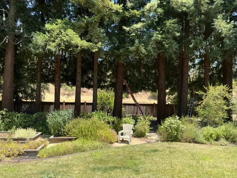 Professional landscaping services for outdoor upgrades in Novato, CA by Garden Care and Maintenance Jony Gonzalez