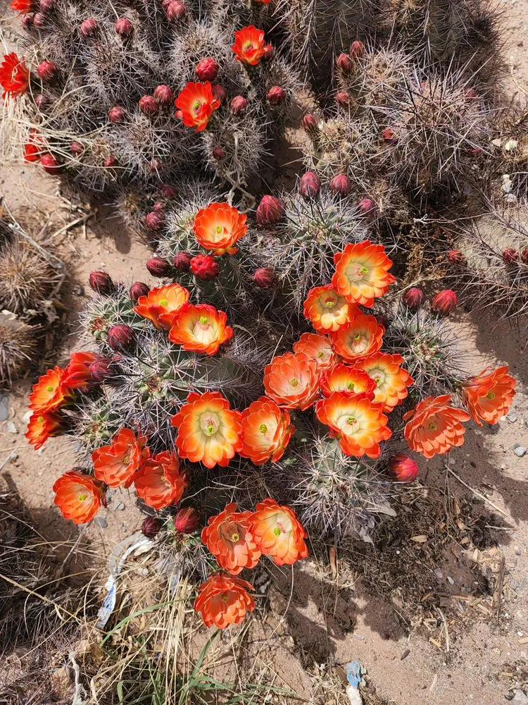 Trusted lawn mowing service experts serving Las Cruces, NM - Garden Center of Las Cruces