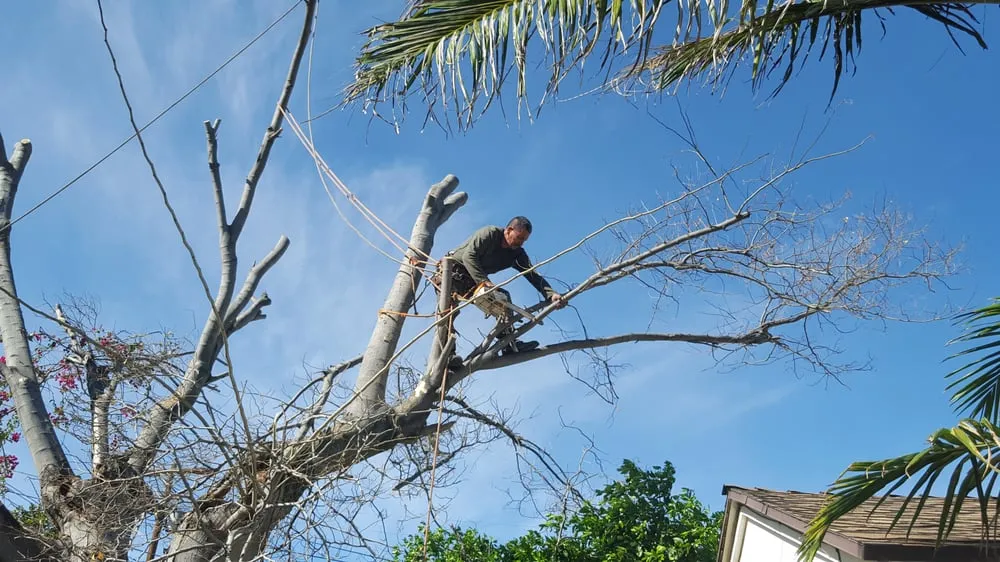 Trusted lawn mowing service in Los Angeles, CA - Garden Creations