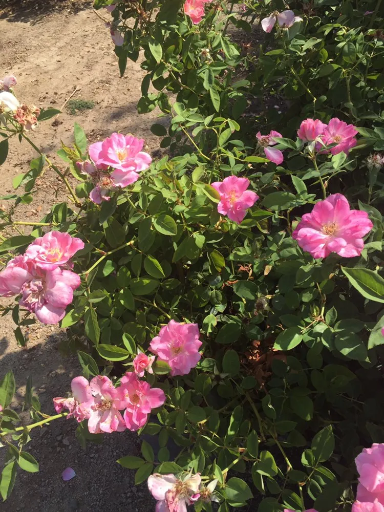 Top-rated garden landscaping in Los Angeles, CA by Garden Creations