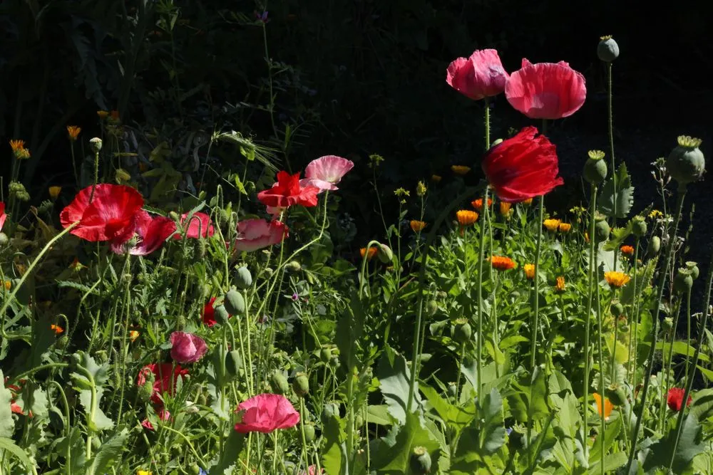 Custom landscape installation in Seattle, WA by Garden Dawn