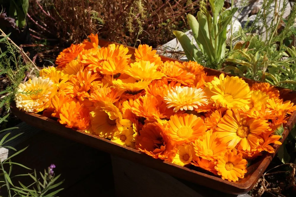 Top-rated lawn mowing service for homes across Seattle, WA - Garden Dawn