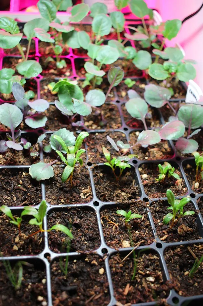 Professional landscape design in Seattle, WA - Garden Dawn