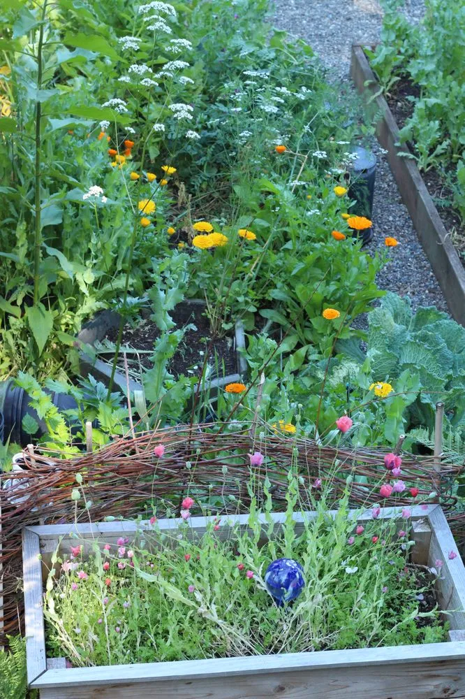 Local yard cleanup service in Seattle, WA by Garden Dawn