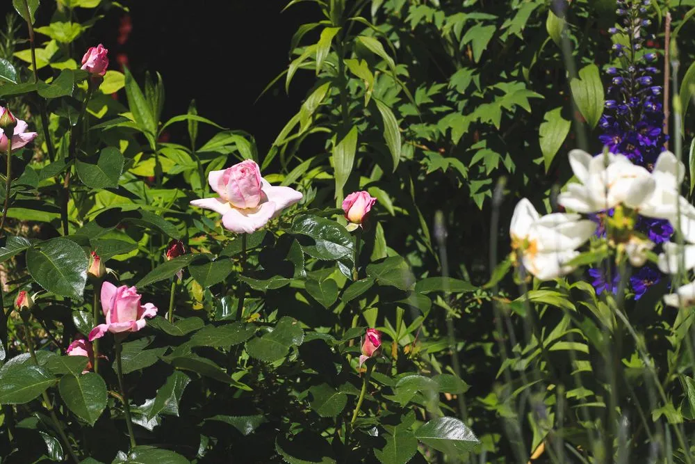 Reliable landscape installation in Seattle, WA - Garden Dawn