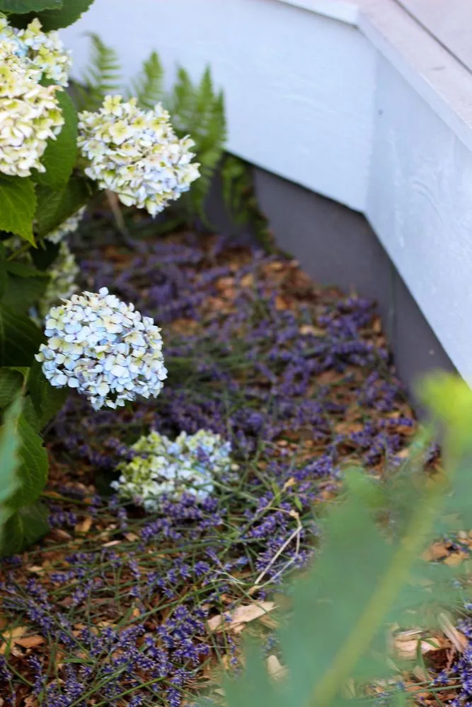 Local landscape design for residential properties across Seattle, WA - Garden Dawn