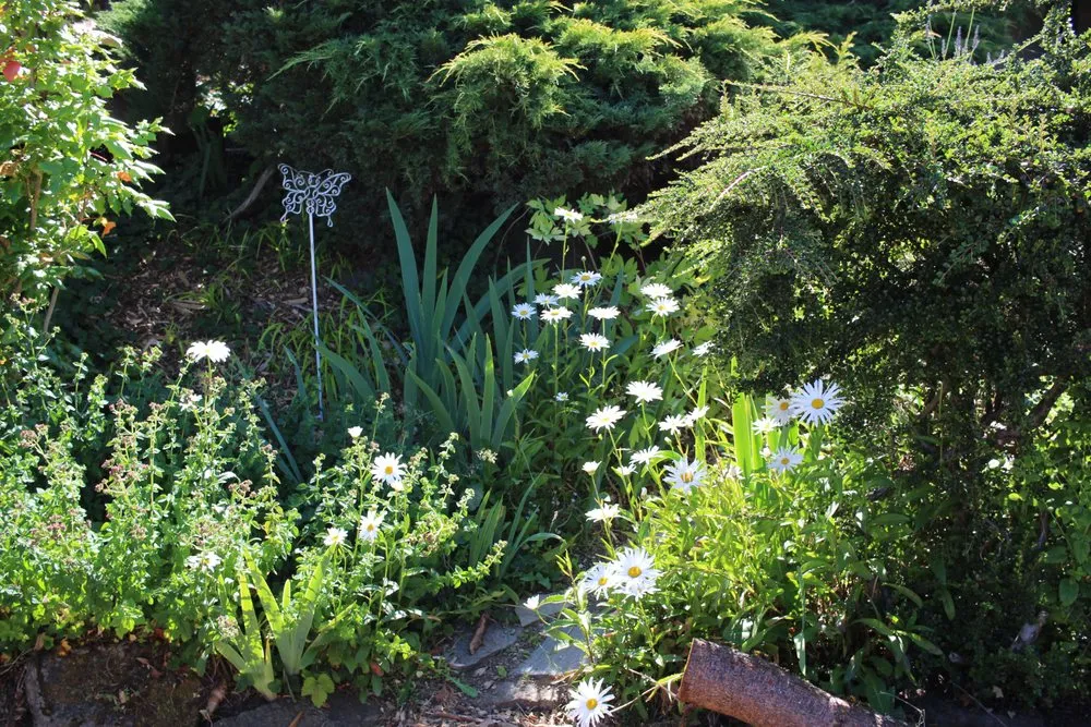 Professional landscape design for homes across Seattle, WA - Garden Dawn