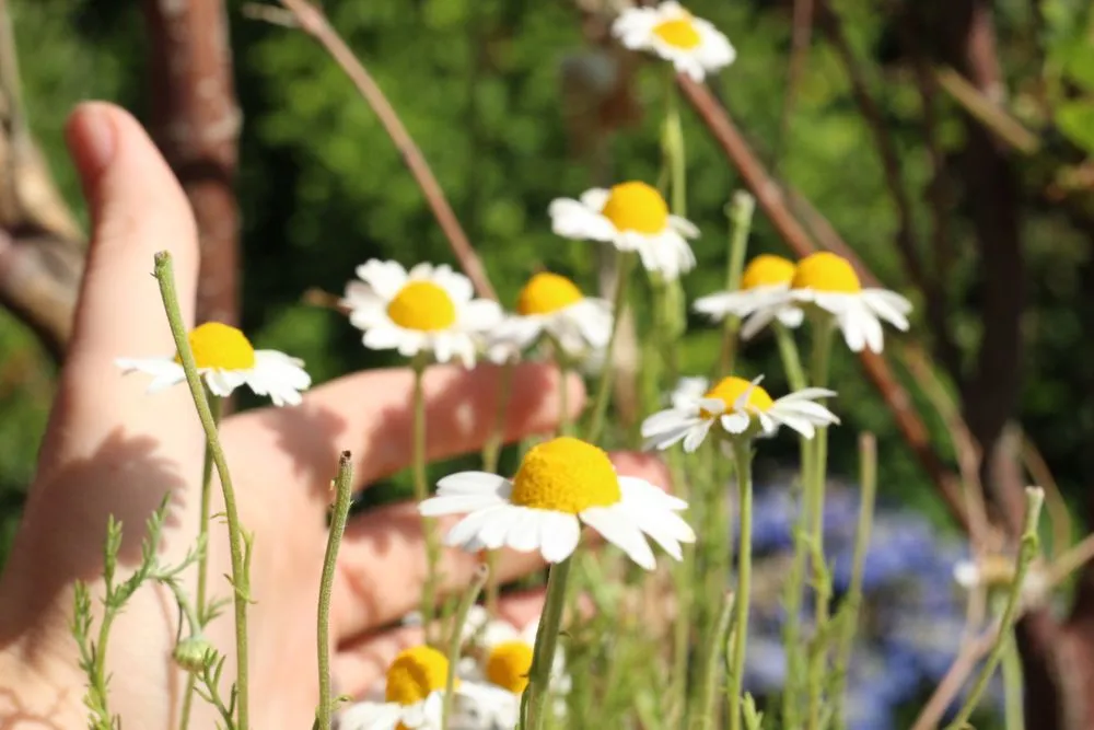 Top-rated residential landscaping in Seattle, WA by Garden Dawn