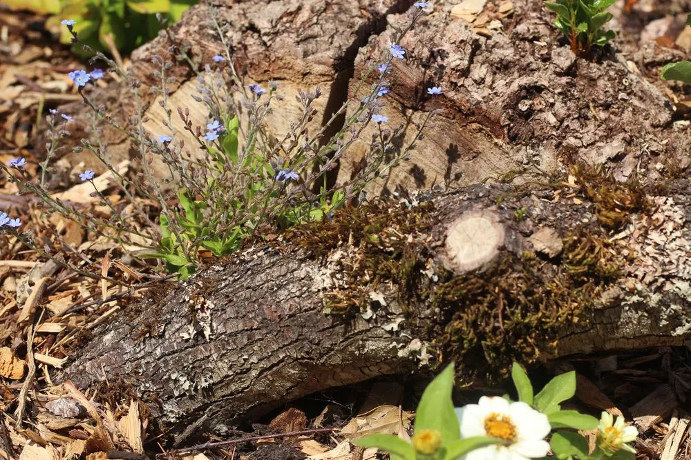 Reliable garden landscaping in Seattle, WA - Garden Dawn