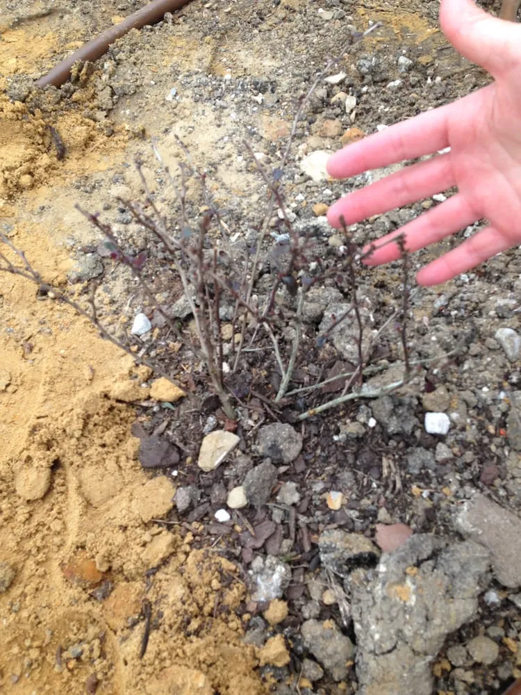 Trusted yard maintenance experts serving Farmers Branch, TX - Garden Design, Inc