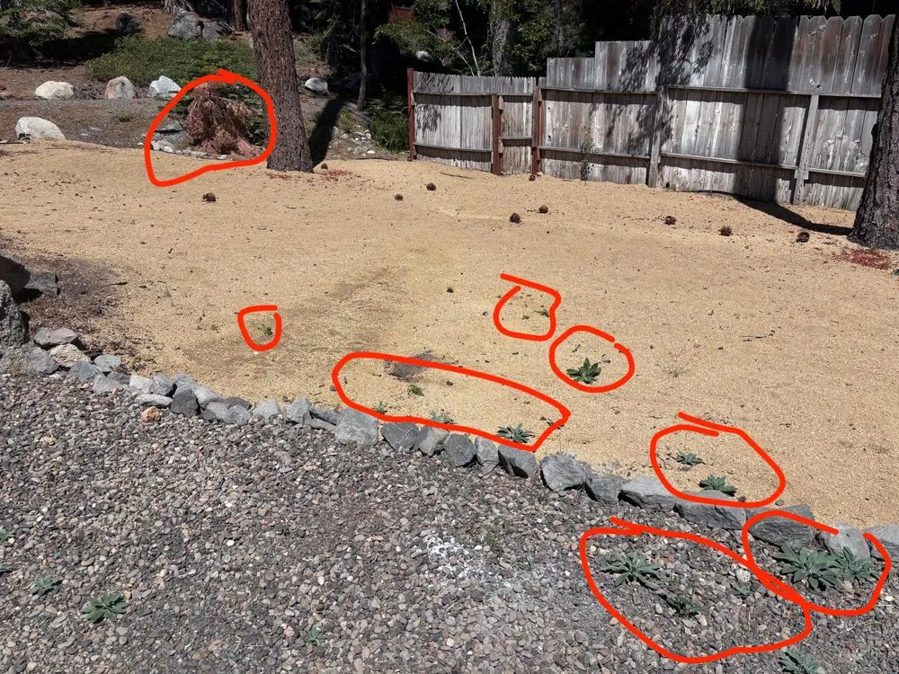 Expert landscape installation for residential properties across Carson City, NV - Garden Design Landscape