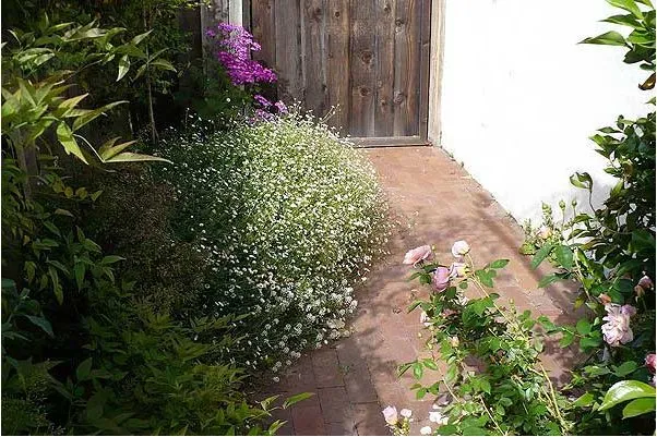 Local landscape design for residential properties in Redwood city, CA by Garden Design Service