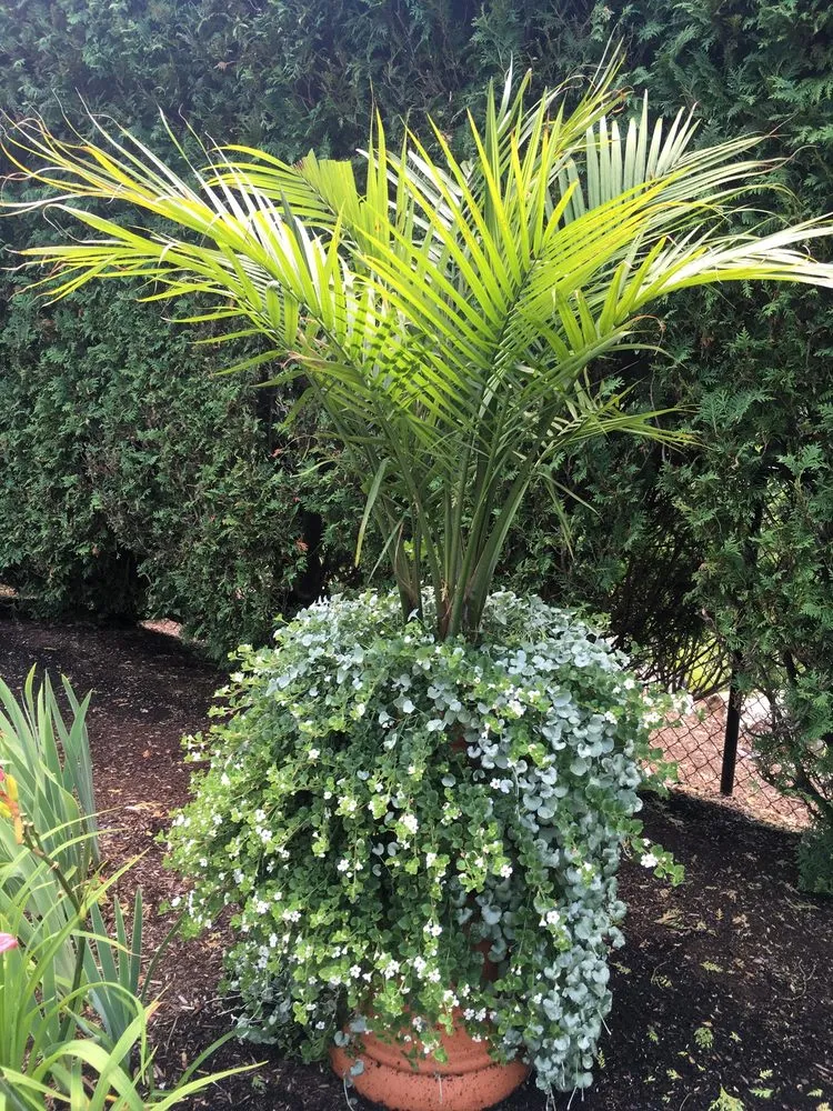 Local yard cleanup service in Ludlow, MA by Garden Designs by Jacqueline