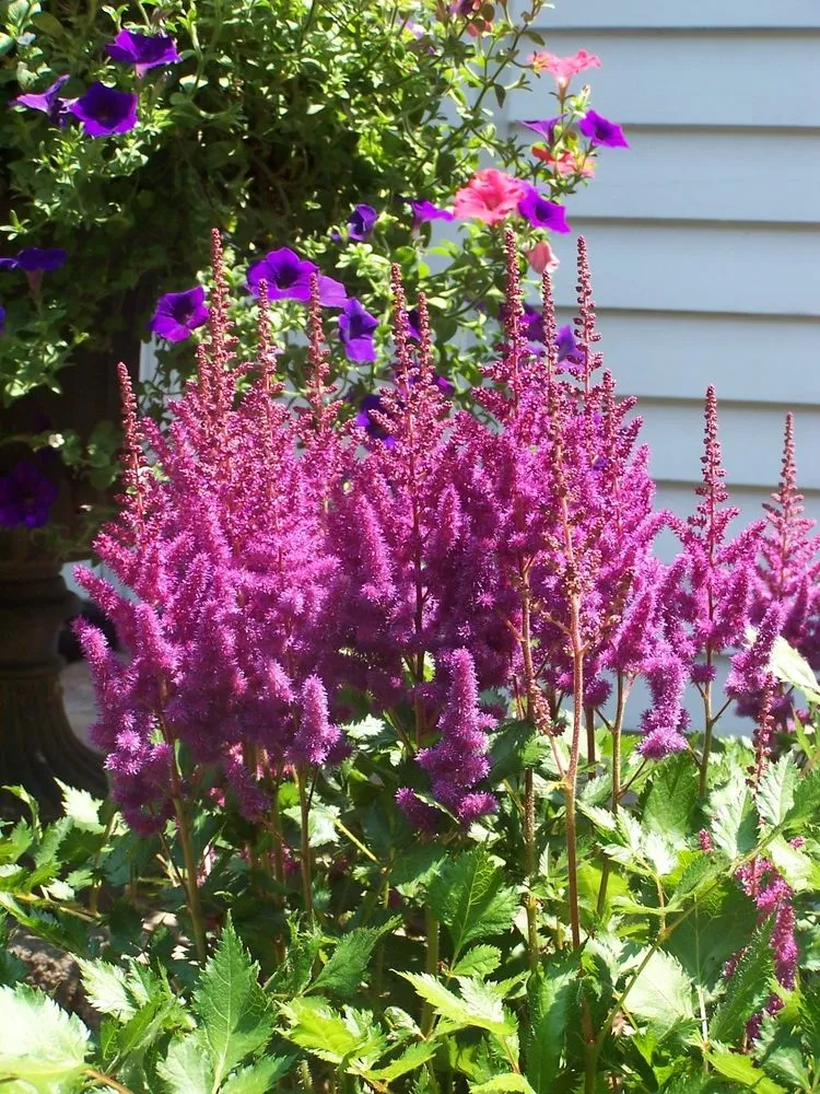 Affordable residential landscaping in Ludlow, MA by Garden Designs by Jacqueline