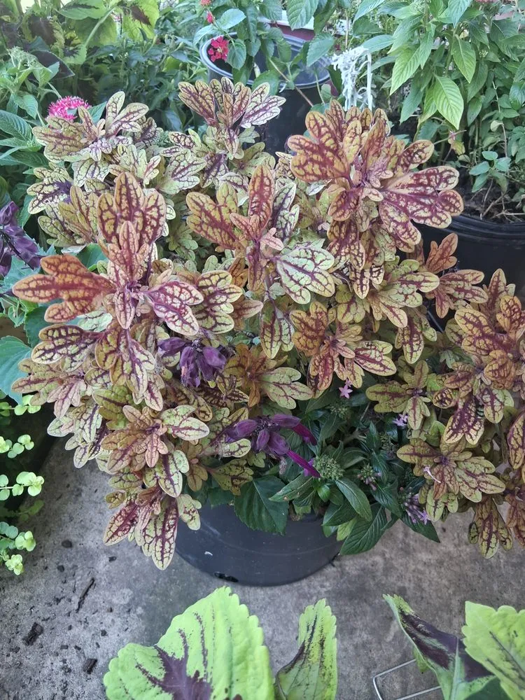 Reliable landscape installation for beautiful yards in Bryant, AR by Garden Designs By R&L