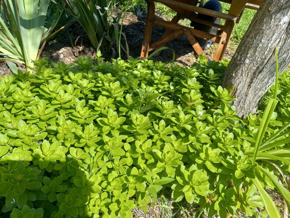 Affordable landscape installation for residential properties across Bryant, AR - Garden Designs By R&L