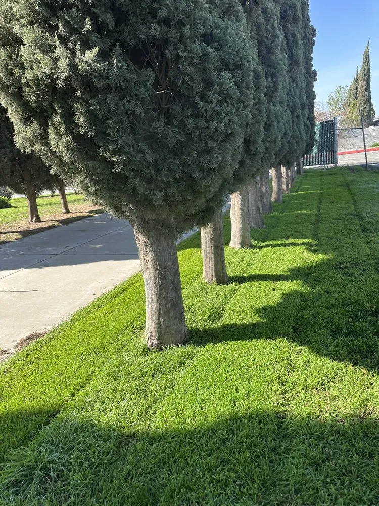 Local yard cleanup service experts serving Rialto, CA - Garden Detail