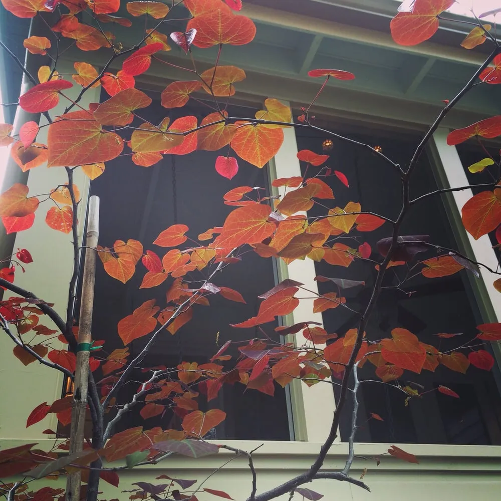 Trusted outdoor landscaping in Austin, TX by Garden Details