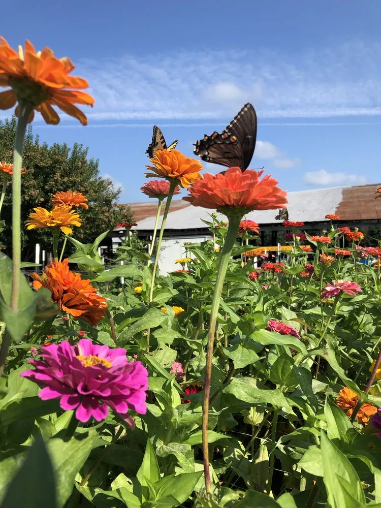 Local outdoor landscaping experts serving Locust Grove, VA - Garden Escapes