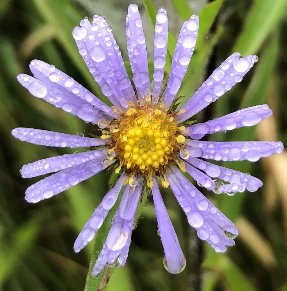 Professional yard maintenance experts serving Locust Grove, VA - Garden Escapes