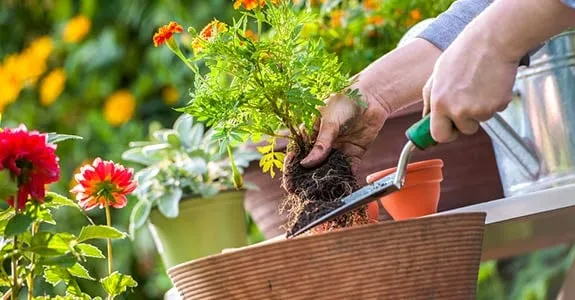 Local yard maintenance for homes in Petaluma, CA by Garden Express By Lanamarie & Sons