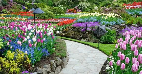 Professional lawn care service in Petaluma, CA by Garden Express By Lanamarie & Sons