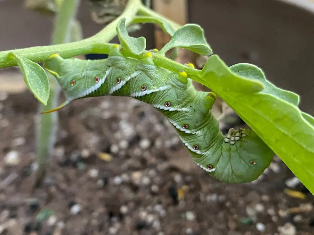 Professional lawn care service for year-round maintenance in North Las Vegas, NV by Garden Farms of Nevada