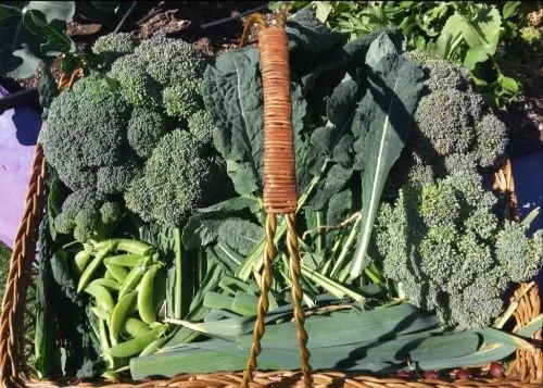 Custom lawn care service experts serving North Las Vegas, NV - Garden Farms of Nevada