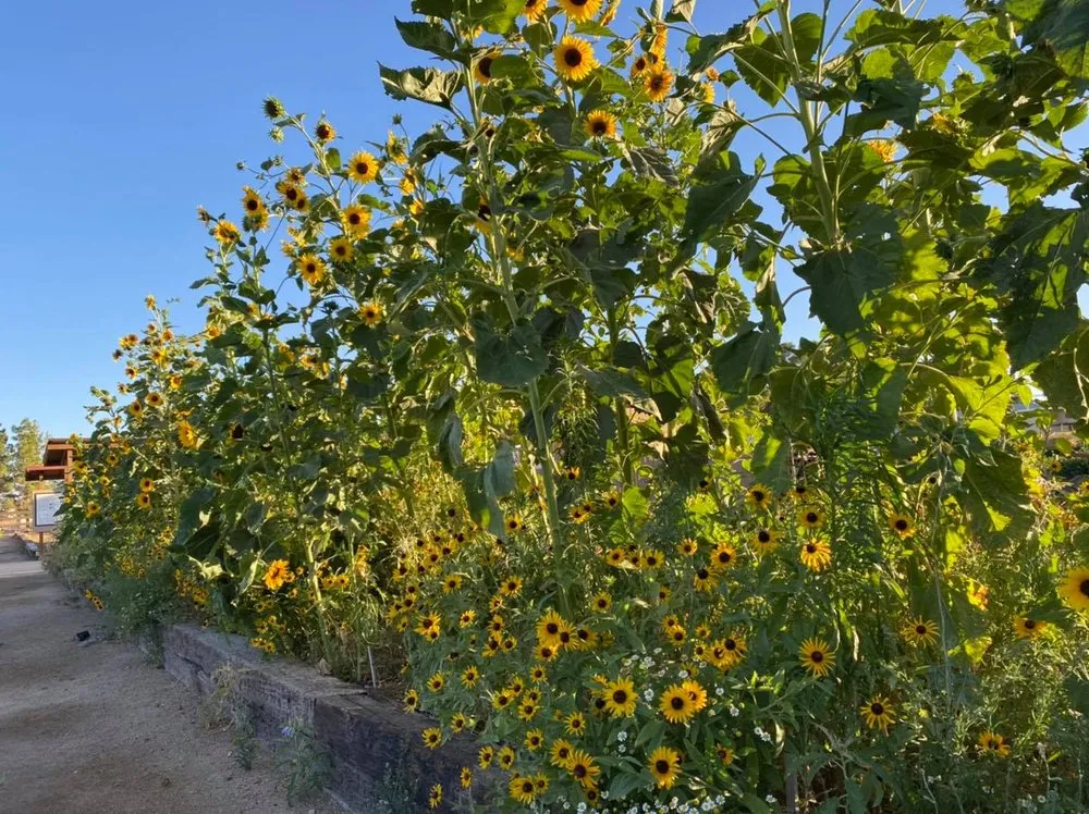 Expert landscape installation for residential properties across North Las Vegas, NV - Garden Farms of Nevada