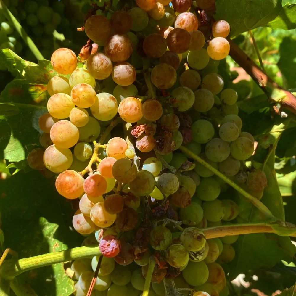 Top-rated lawn care service for outdoor upgrades in North Las Vegas, NV by Garden Farms of Nevada