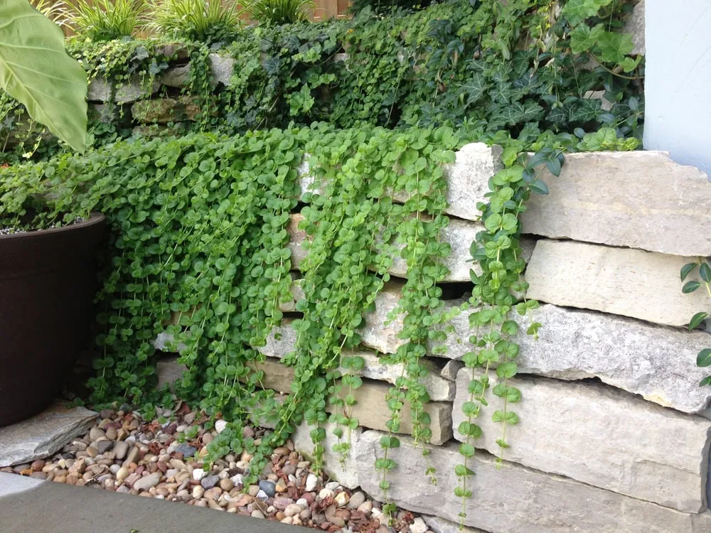 Custom lawn care service experts serving Raymore, MO - Garden Gate Lawn & Landscape