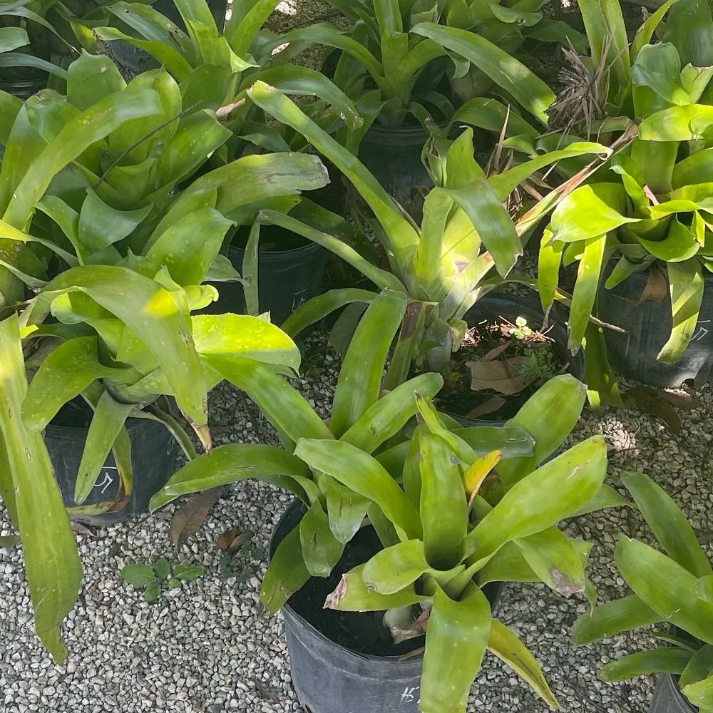 Custom garden landscaping for outdoor upgrades across SUNNY ISL BCH, FL - Garden Girl Sofla