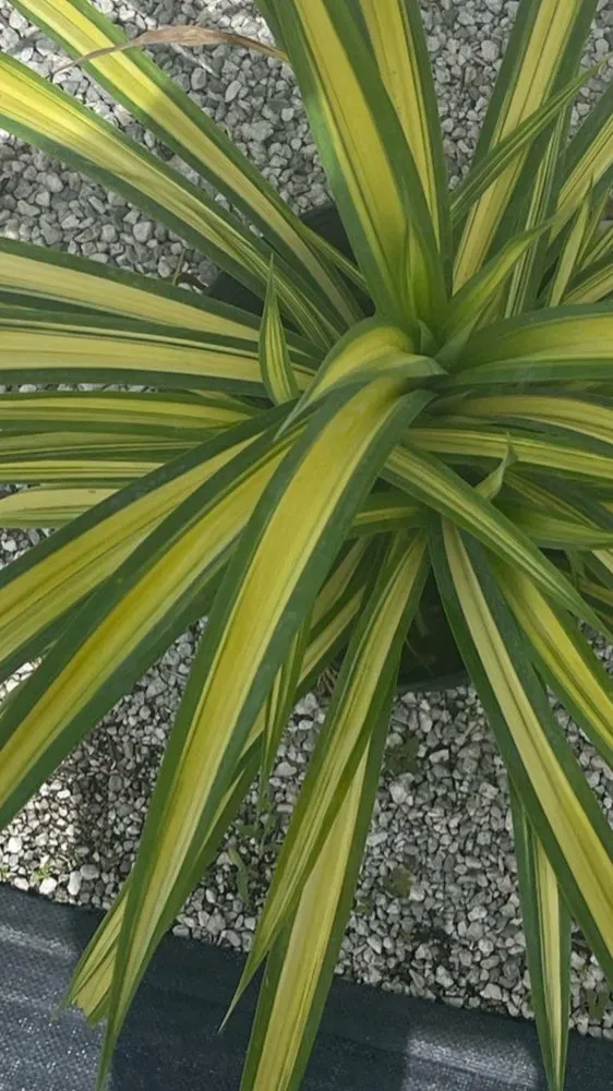Reliable garden landscaping for residential properties across SUNNY ISL BCH, FL - Garden Girl Sofla