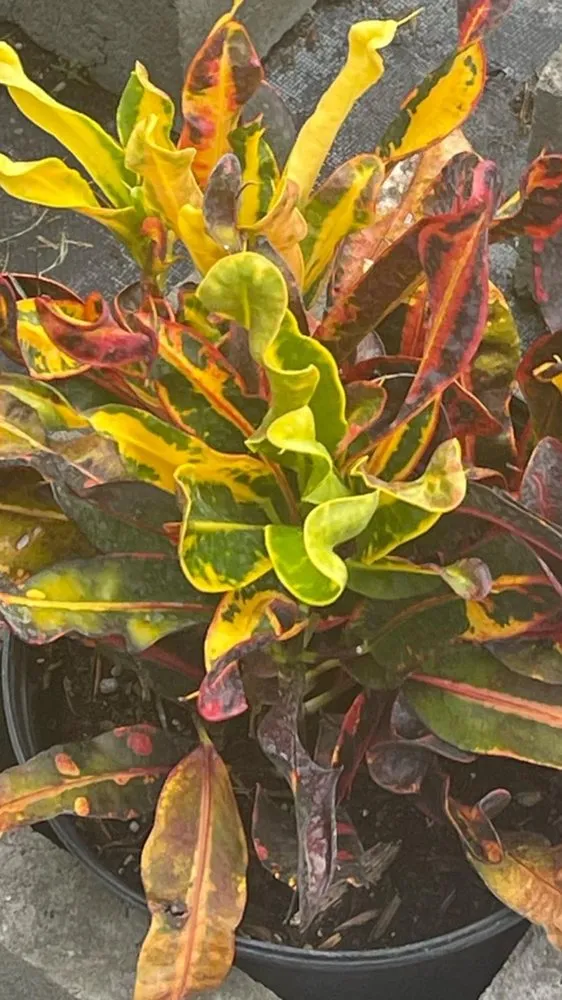 Affordable residential landscaping in SUNNY ISL BCH, FL - Garden Girl Sofla