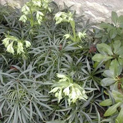 Custom outdoor landscaping with custom design in South Pasadena, CA by Garden Gnome Design