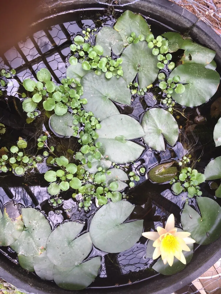 Top-rated landscape installation for year-round maintenance in South Pasadena, CA by Garden Gnome Design