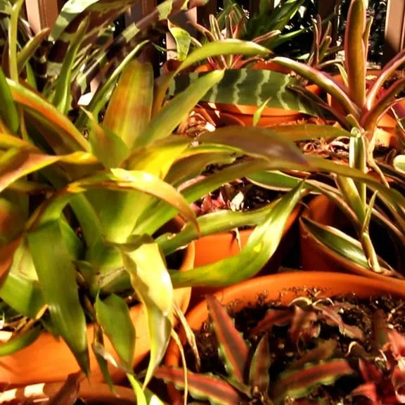 Local yard maintenance in South Pasadena, CA by Garden Gnome Design