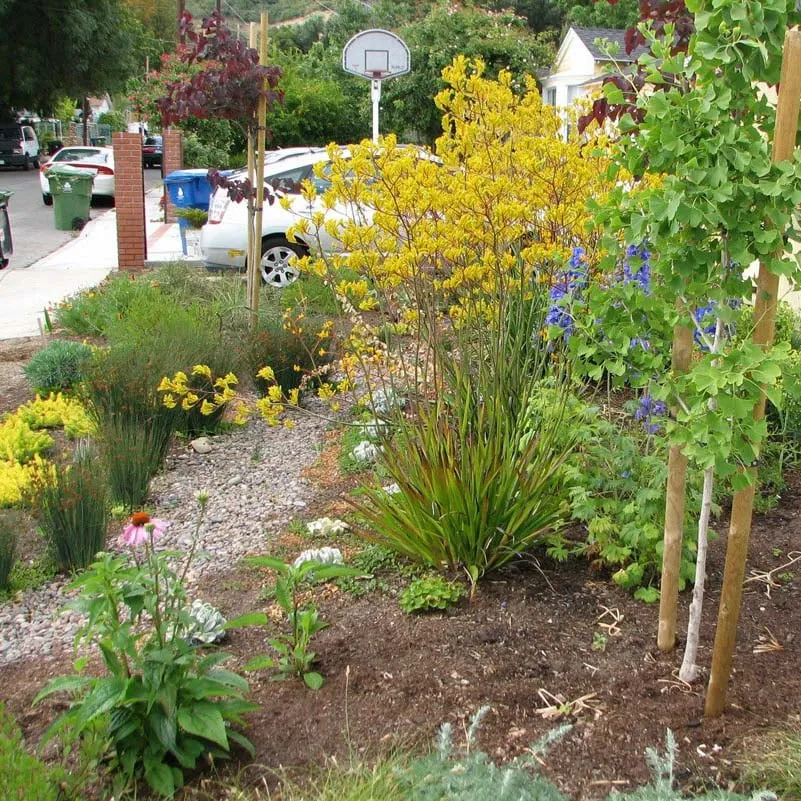 Local lawn care service with custom design in South Pasadena, CA by Garden Gnome Design