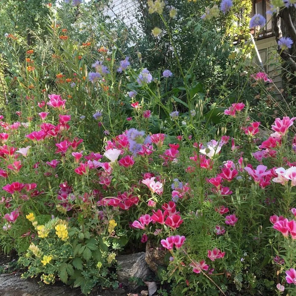 Expert lawn care service in South Pasadena, CA by Garden Gnome Design