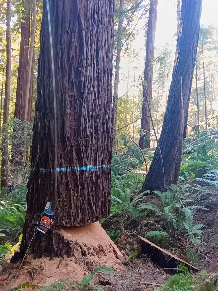 Expert lawn mowing service in Harbor, OR by Garden Gnome