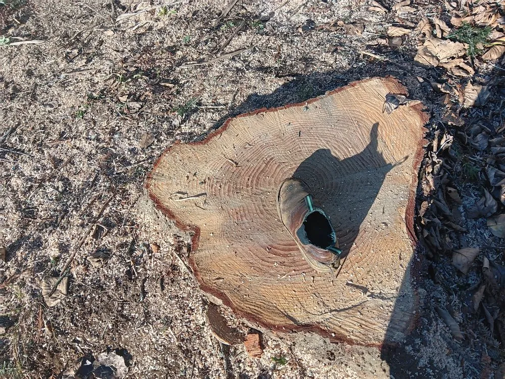 Affordable landscape design in Harbor, OR - Garden Gnome